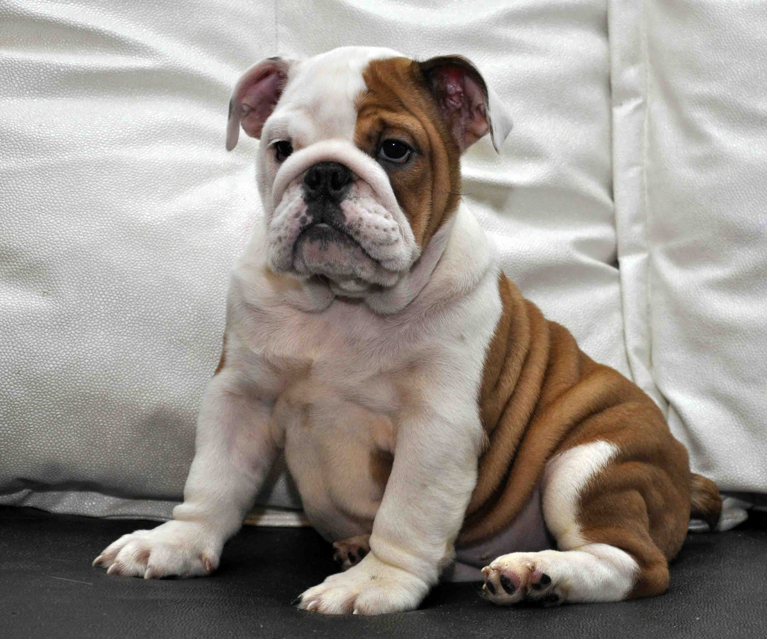 Hoobly washington bulldog